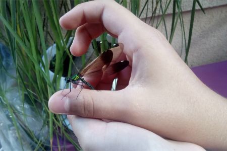 Живой уголок