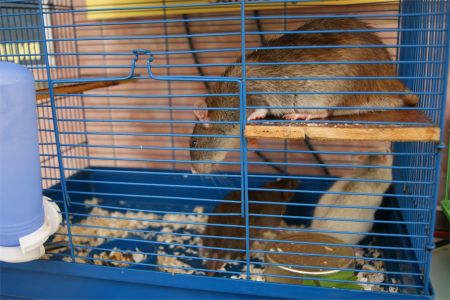 Живой уголок